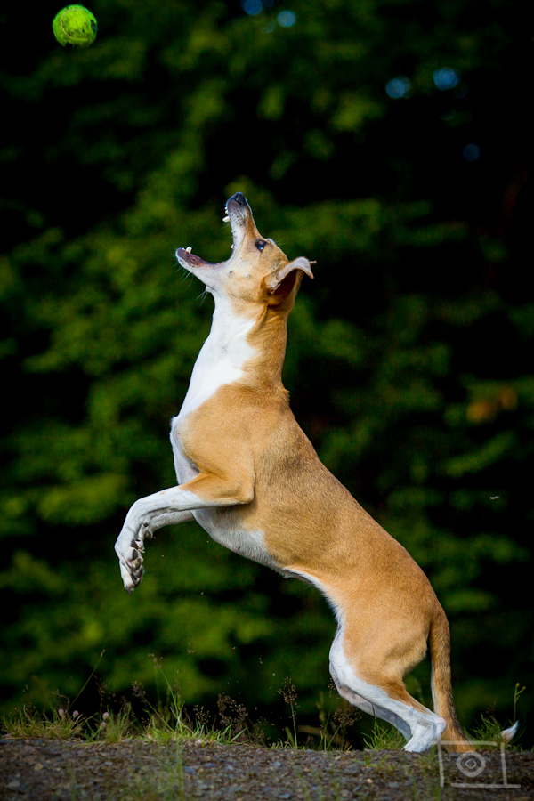 Bella (Podenco, Unbekannt) Podenco Unbekannt 
